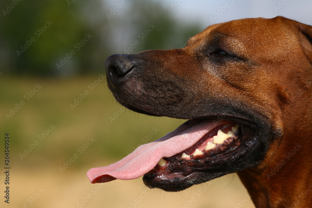 Side view at a rhodesian ridgeback for a walk outdoors on a field Side view at a rhodesian ridgeback for a walk outdoors on a field