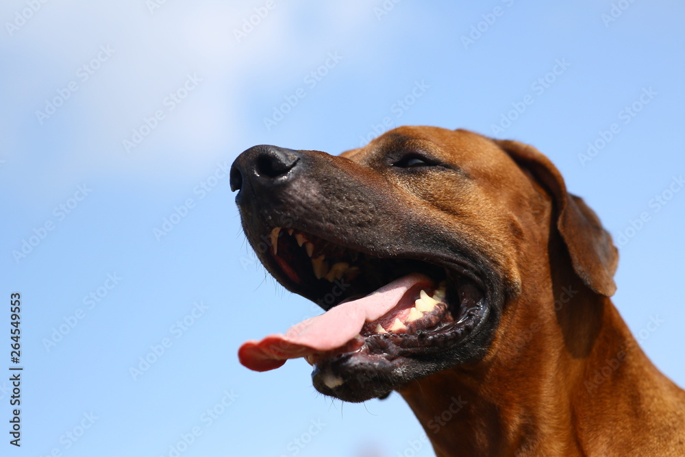 Side view at a rhodesian ridgeback for a walk outdoors on a field Side view at a rhodesian ridgeback for a walk outdoors on a field