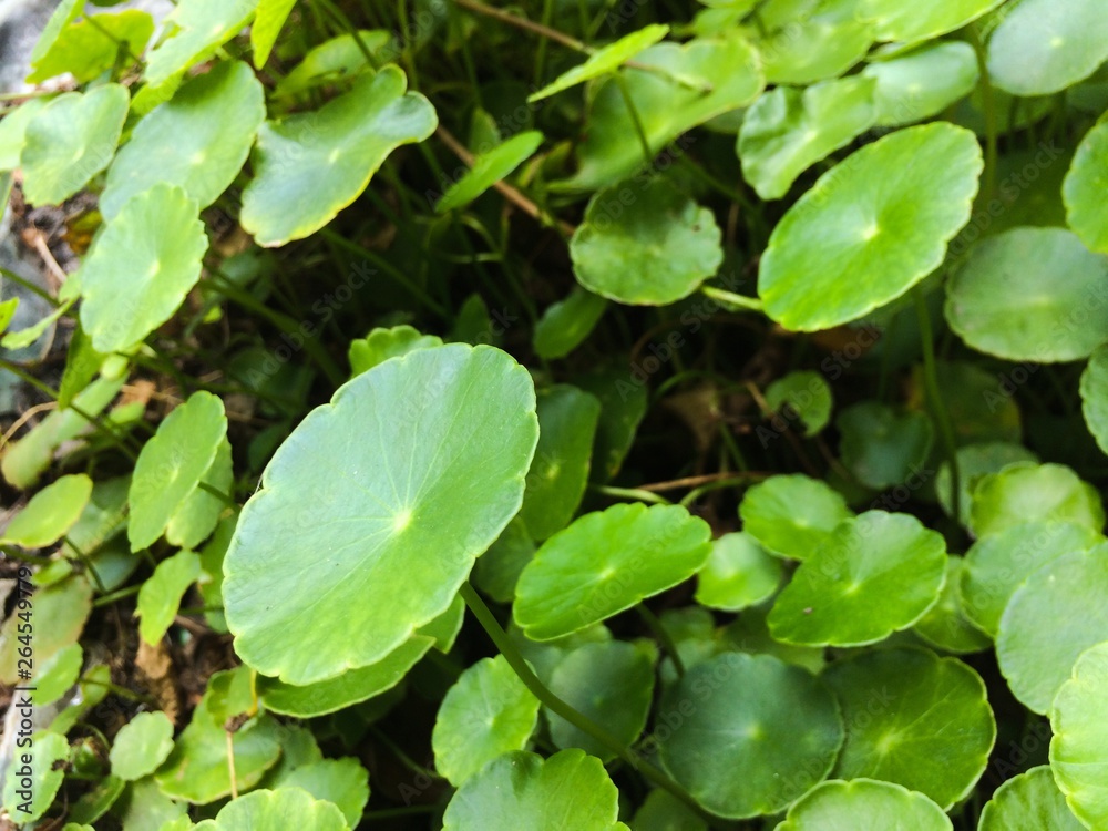 Centella asiatica background of green leaves Centella asiatica background of green leaves