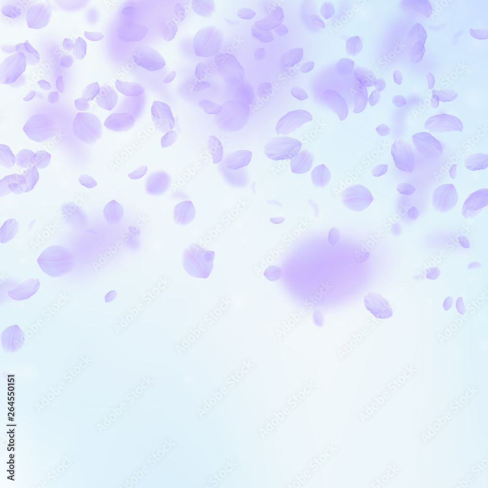 Violet flower petals falling down. Energetic roman