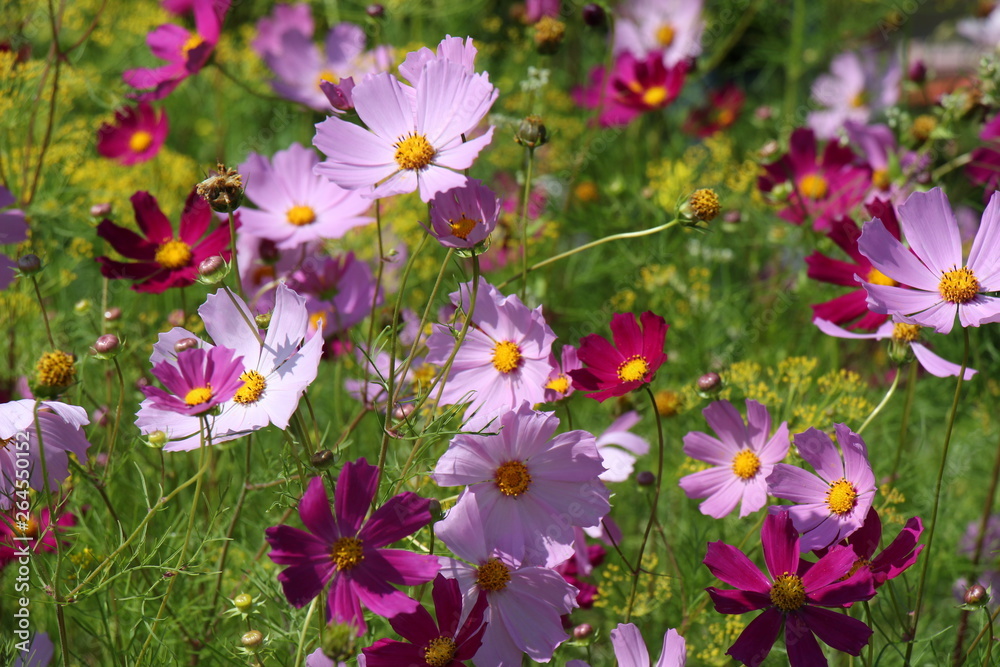 Fototapeta premium Beautiful cosmos flowers blooming in garden