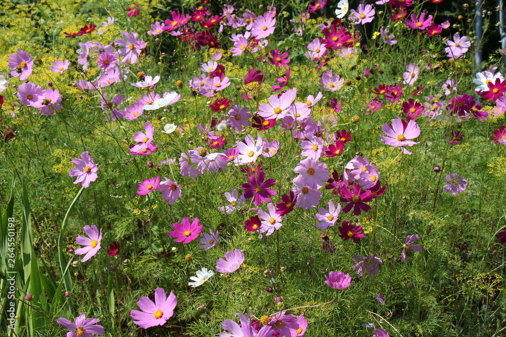 Naklejka premium Beautiful cosmos flowers blooming in garden
