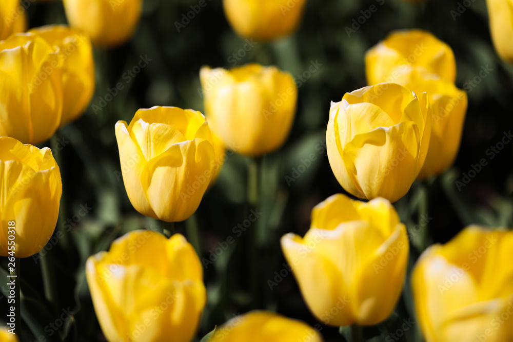 Beautiful bouquet of tulips nature background. Beautiful bouquet of tulips nature background.