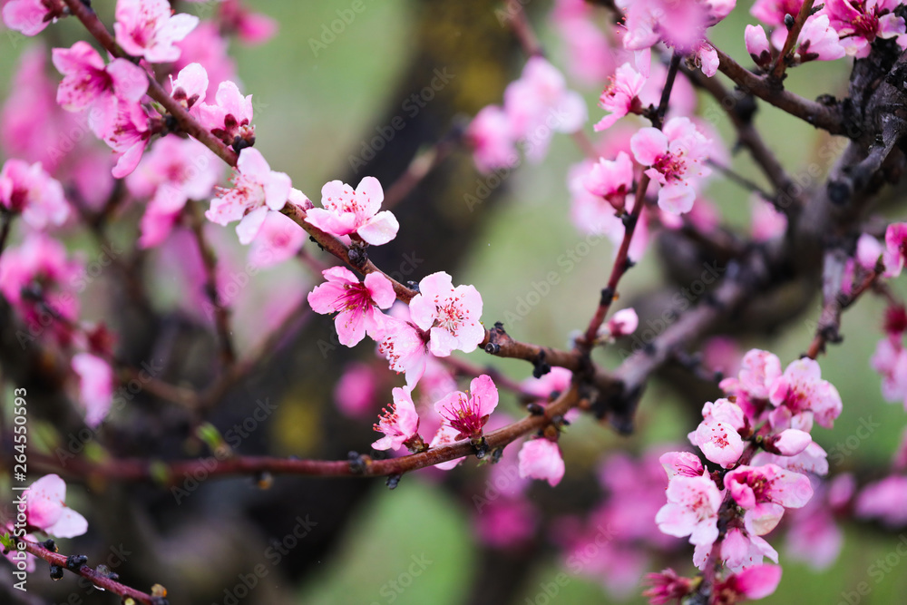 Fototapeta Pink peach flowers begin blooming in the garden. Beautiful flowering branch of peach on blurred garden background. Close-up, spring theme of nature. Selective focus