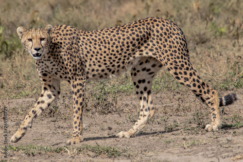 cheetah in the grass