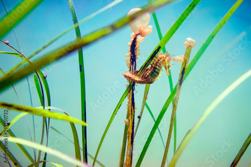 Thorny Seahorse (Hippocampus) anchored to a Posidonia seaweed. photo