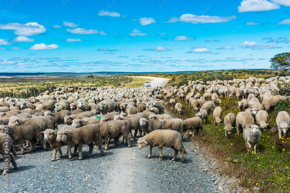 Fototapeta premium Herd of sheep on the road in Tierra del Fuego