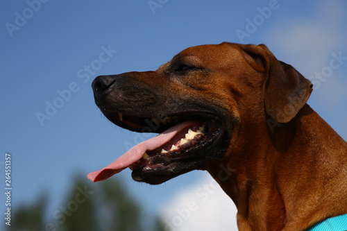 Side view at a rhodesian ridgeback for a walk outdoors on a field © Alexandr