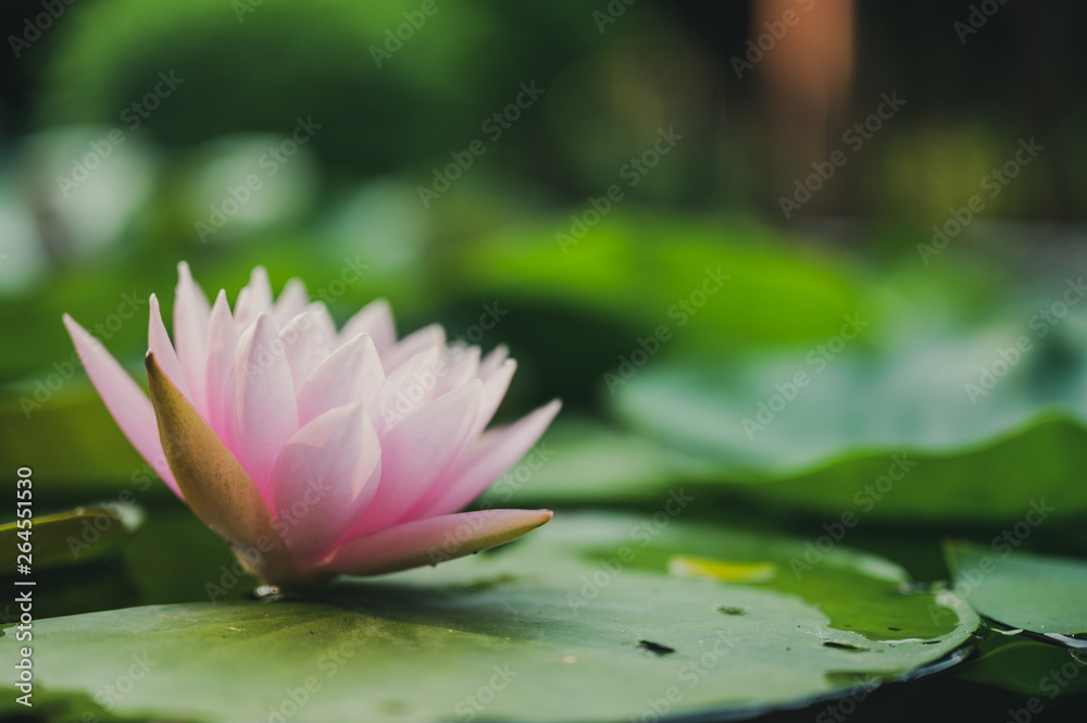 beautiful lotus flower on the water after rain in garden. beautiful lotus flower on the water after rain in garden.