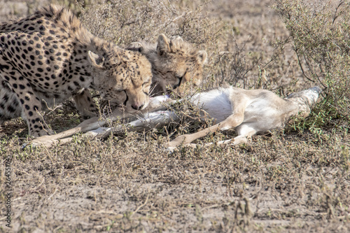 Cheetah and her cub eating prey