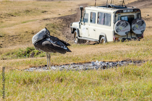 Kori Bustard standung on the grass