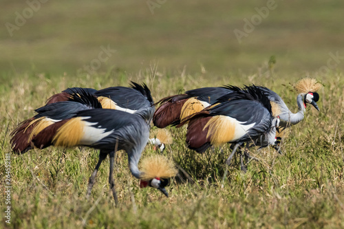  Grey Crowned Cranes standing on the ground