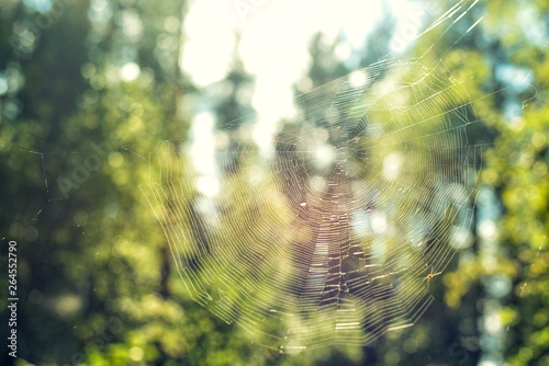 Spider web closeup against in forest on summer day green nature background