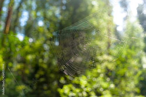 Spider web closeup against in forest on summer day green nature background