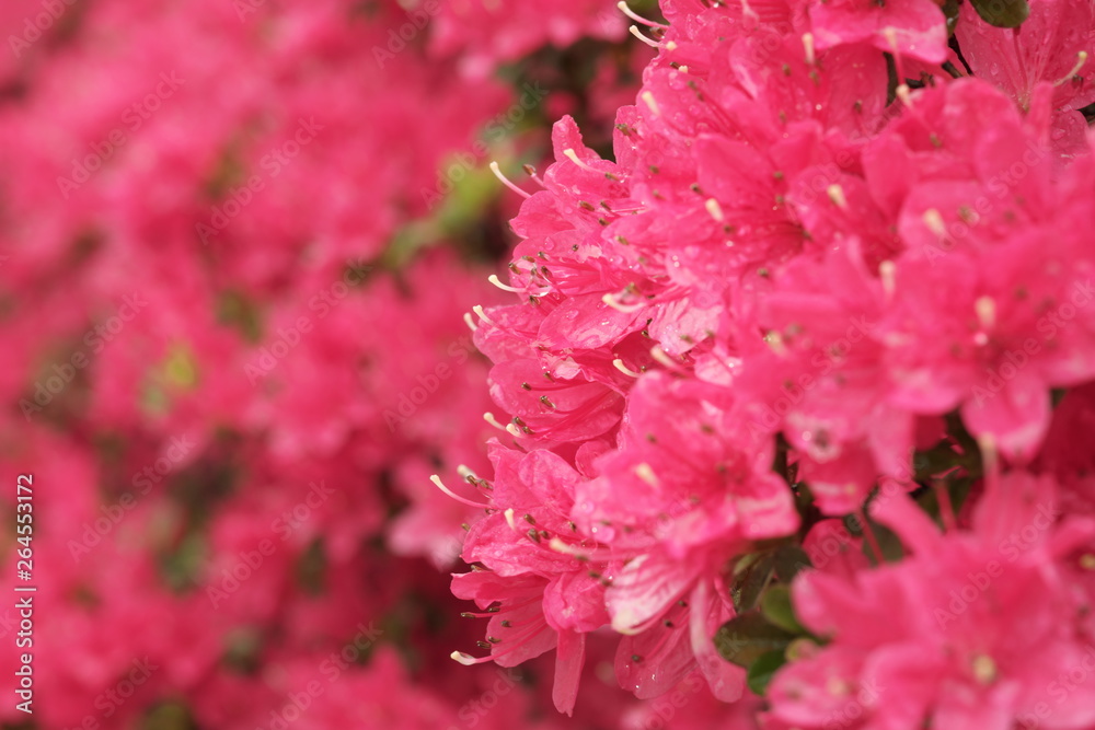 Tokyo,Japan-April 26, 2019: Azalea or Pentanthera or Tsutsuji in the rain in Japan Tokyo,Japan-April 26, 2019: Azalea or Pentanthera or Tsutsuji in the rain in Japan