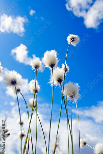 Summer plant