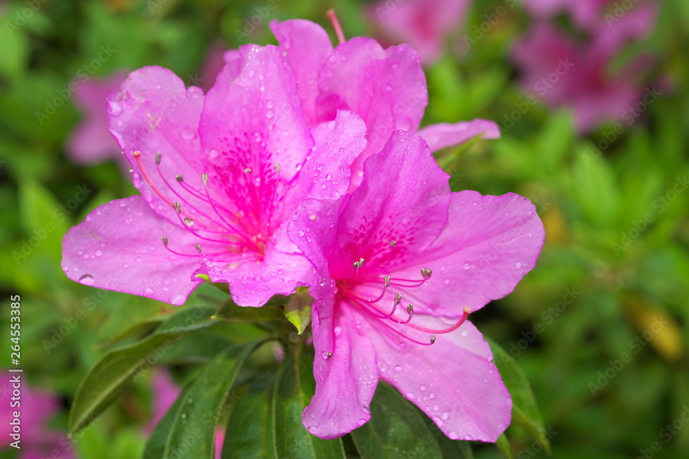 Tokyo,Japan-April 26, 2019: Azalea or Pentanthera or Tsutsuji in the rain in Japan Tokyo,Japan-April 26, 2019: Azalea or Pentanthera or Tsutsuji in the rain in Japan