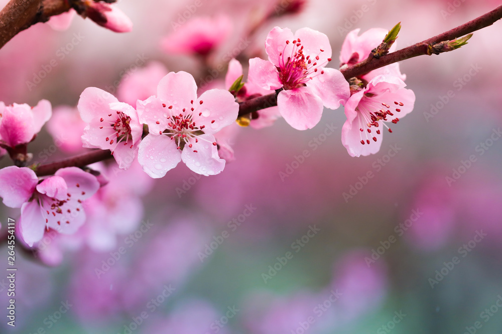 Obraz premium Pink peach flowers begin blooming in the garden. Beautiful flowering branch of peach on blurred garden background. Close-up, spring theme of nature. Selective focus