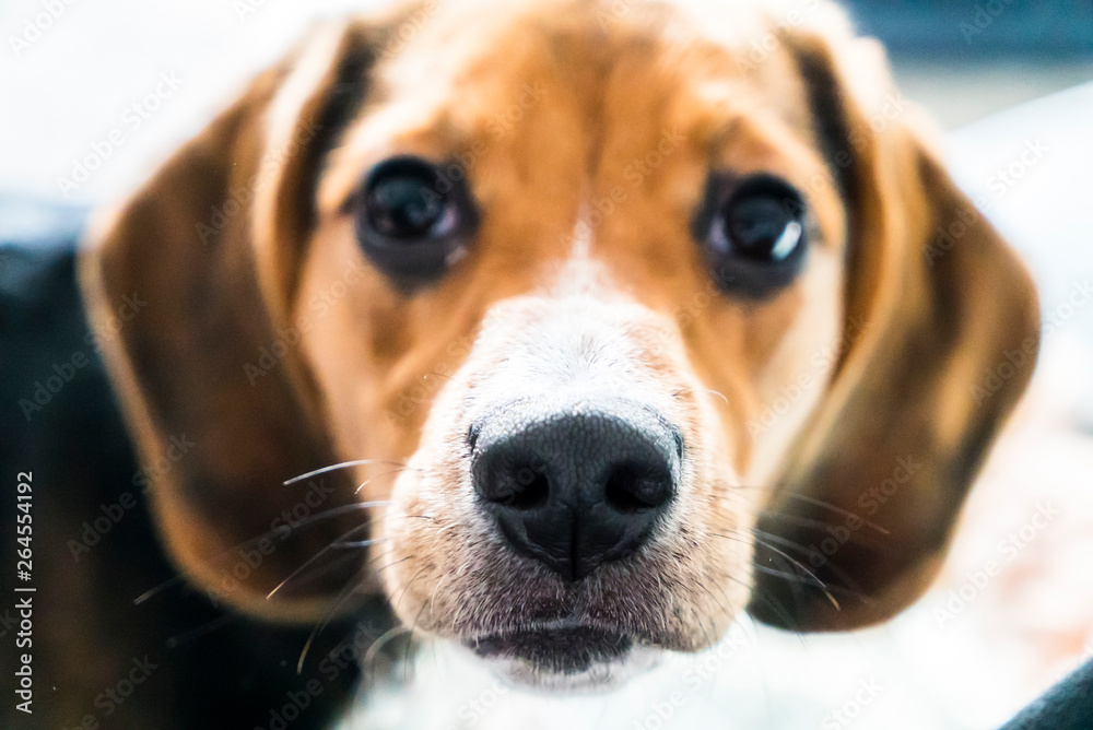 Beagle perro Beagle perro