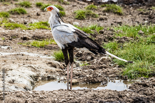 Secretary Bird