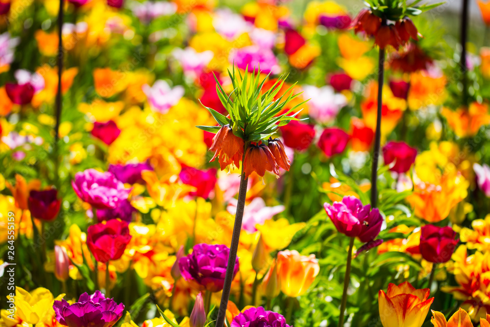 Imperial crown, Fritillaria imperialis in the middle of tulips Imperial crown, Fritillaria imperialis in the middle of tulips