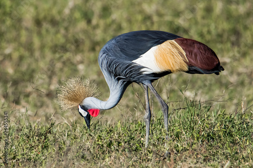  Grey Crowned Cranes standing on the ground