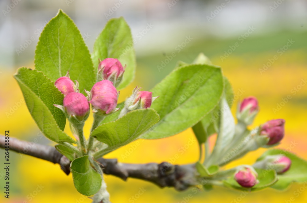 pink flowers on tree pink flowers on tree