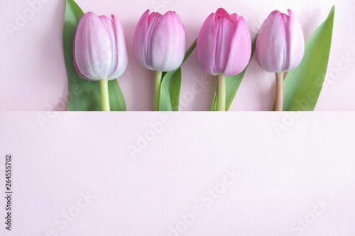 Seasonal tulips