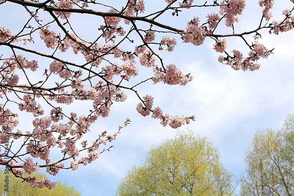 Blooming beautiful sakura blossoms, which teaches our world of love, patience and goodness Blooming beautiful sakura blossoms, which teaches our world of love, patience and goodness