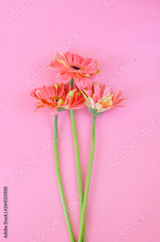 Three gerbera flowers on pink background. Top view.