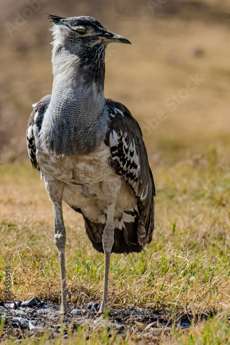 Kori Bustard standung on the grass
