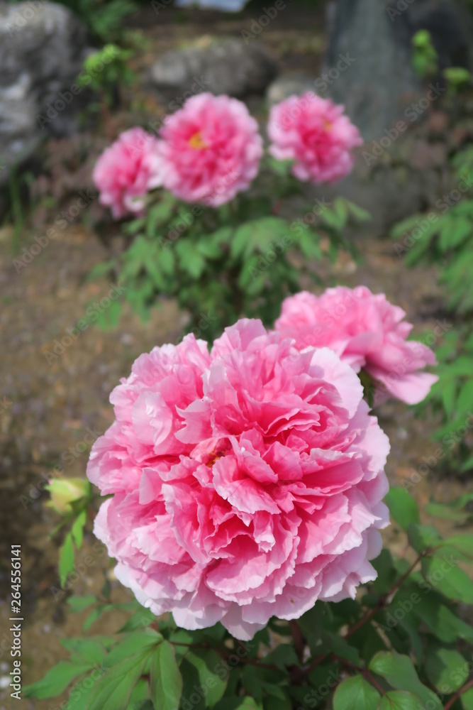 境内に咲く牡丹の花 境内に咲く牡丹の花
