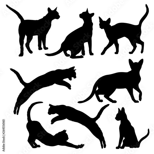 Obraz na płótnie Abyssinian Cat
