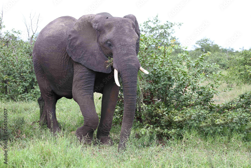 Afrikanischer Elefant / African elephant / Loxodonta africana Afrikanischer Elefant / African elephant / Loxodonta africana