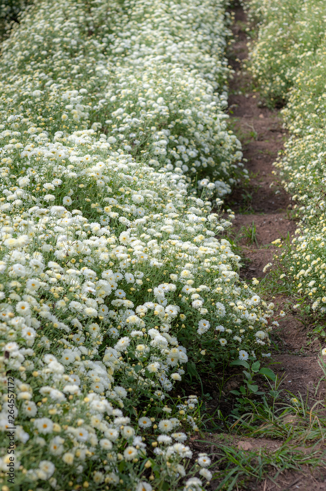 Chrysanthemum Field : White chrysanthemum flower in plantation field . for making chinese herbal medicine.