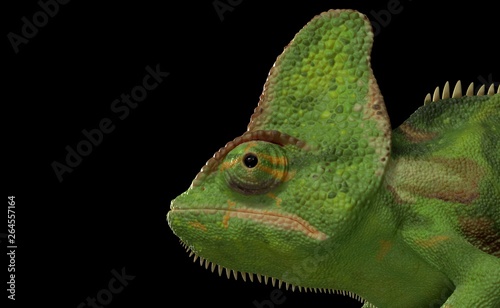 Chameleon head photo