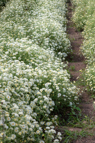 Fototapeta Naklejka Na Ścianę i Meble -  Chrysanthemum Field : White chrysanthemum flower in plantation field . for making chinese herbal medicine.