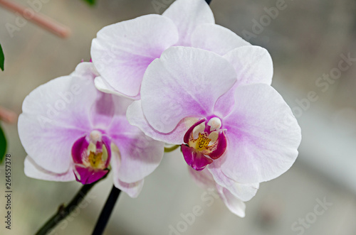Fototapeta Naklejka Na Ścianę i Meble -  White and mauve orchid branch phal flowers, close up, window background