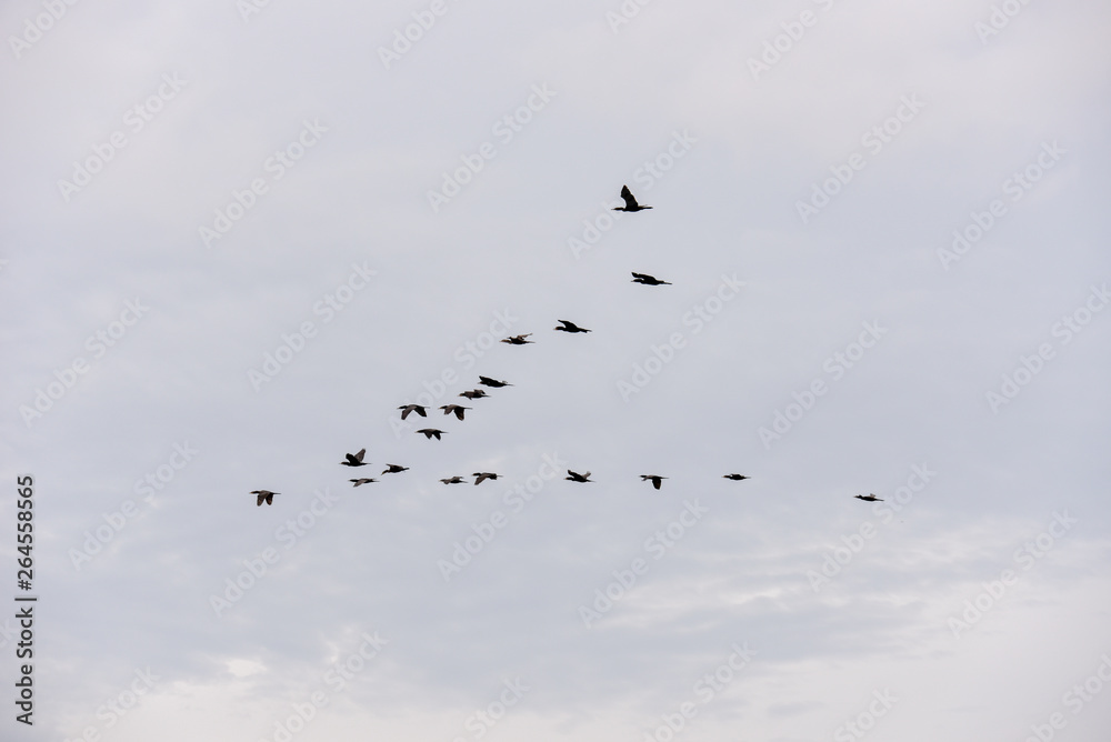 Group of birds flying at Atins, Brazil