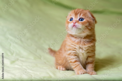Scottish red kitten on a light green background © Ксения Коломенская