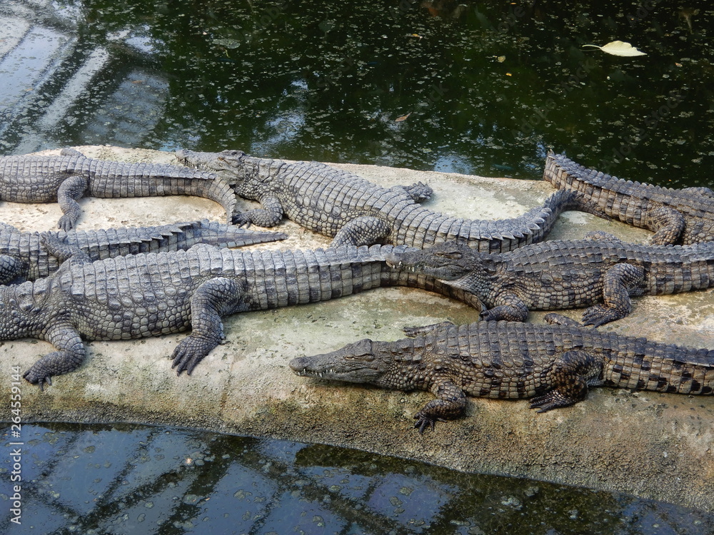 Crocodiles Crocodiles