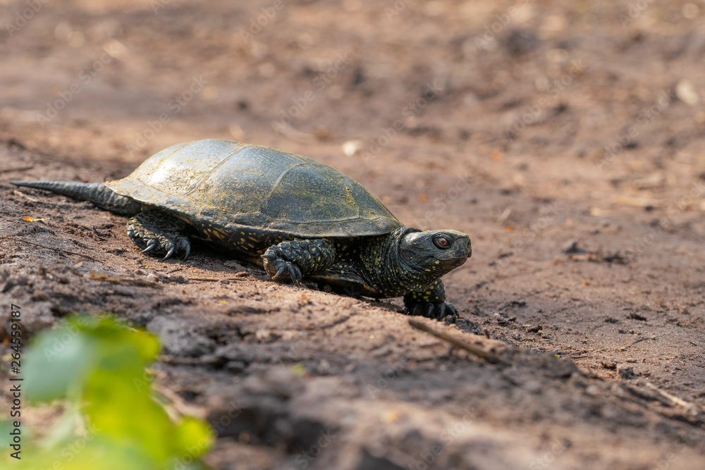 Fototapeta premium The European pond turtle (Emys orbicularis), also called the European pond terrapin and European pond tortoise on the forest road