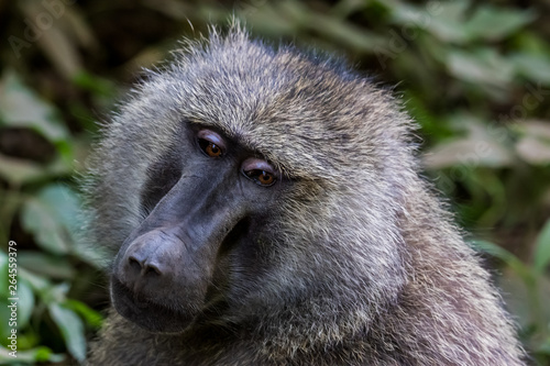 Baboon face portrait