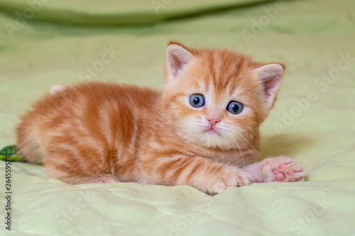 Scottish red kitten on a light green background