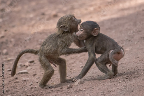 Two baboons playing 