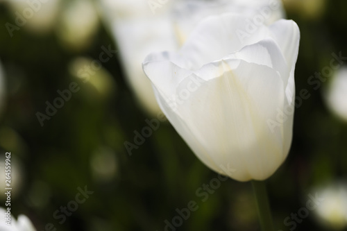 Fototapeta Naklejka Na Ścianę i Meble -  Beautiful bouquet of tulips nature background.