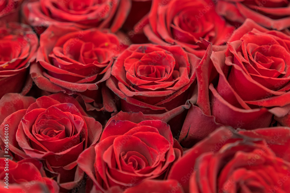 Red roses background. Fresh red and burgundy roses. Red rose buds