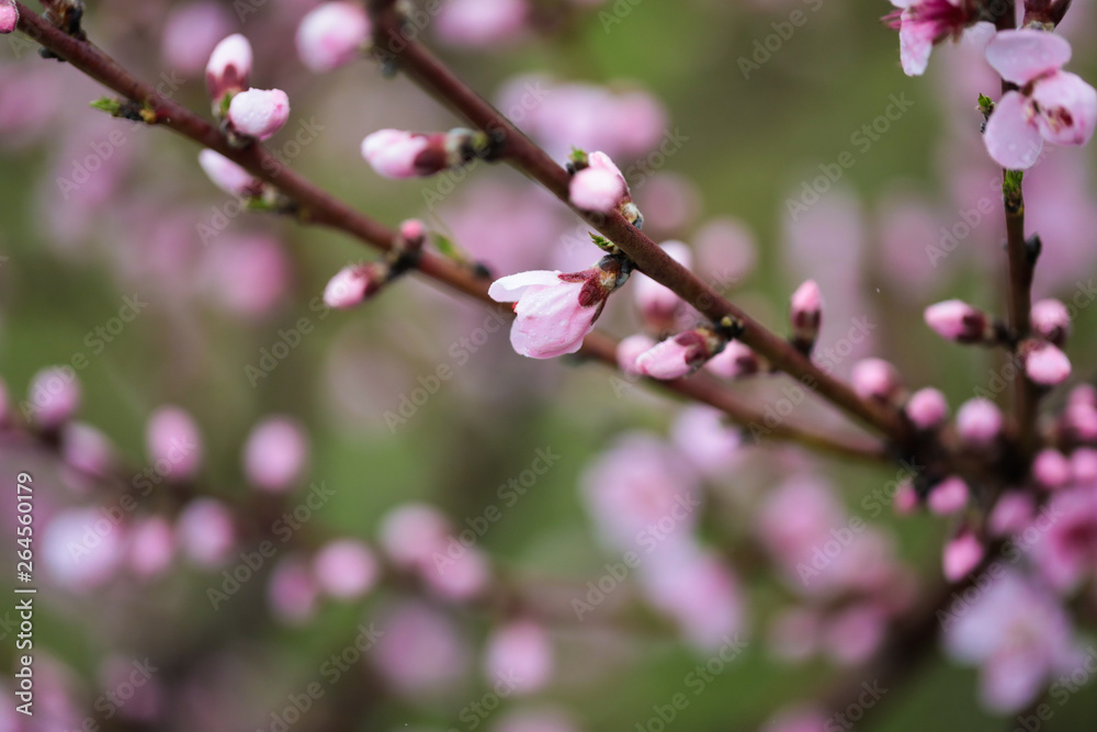 Pink peach flowers begin blooming in the garden. Beautiful flowering branch of peach on blurred garden background. Close-up, spring theme of nature. Selective focus Pink peach flowers begin blooming in the garden. Beautiful flowering branch of peach on blurred garden background. Close-up, spring theme of nature. Selective focus