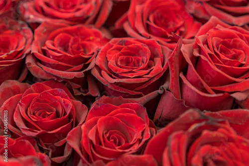 Red roses background. Fresh red and burgundy roses. Red rose buds