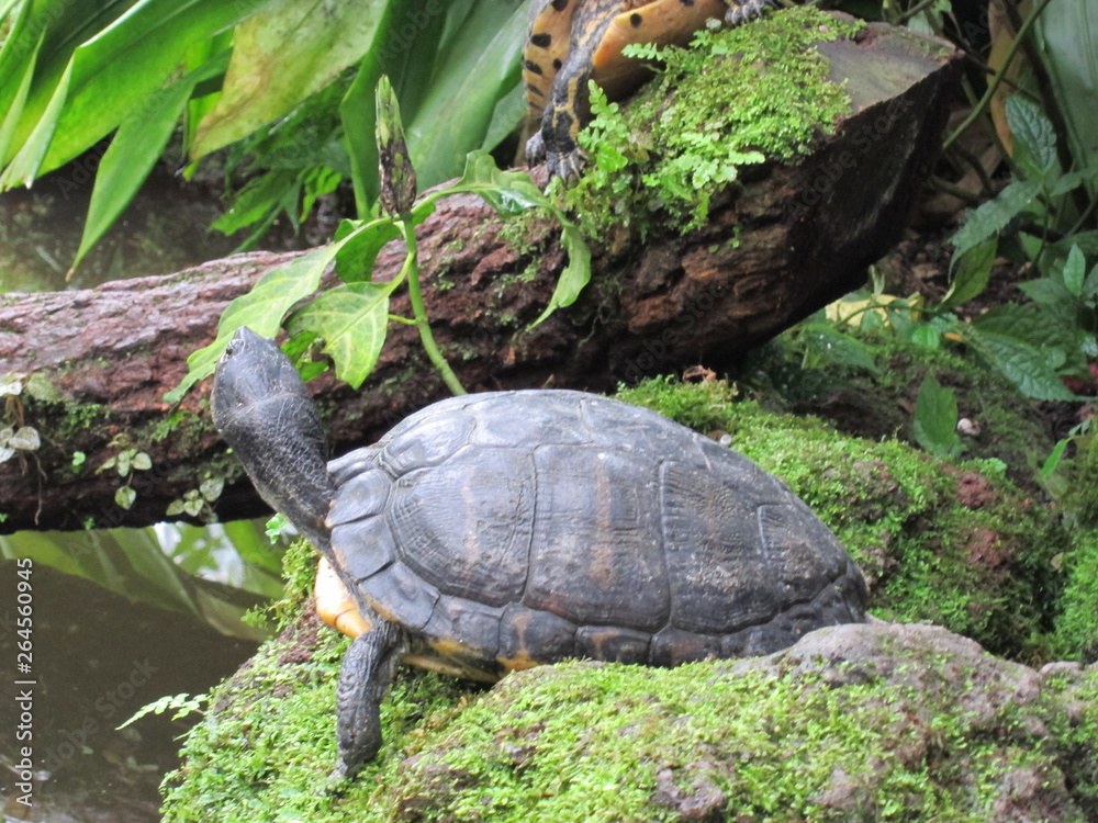 Turtle Turtle